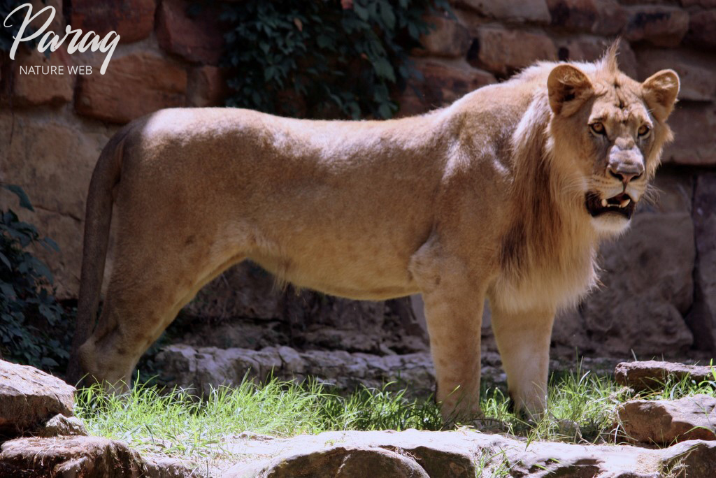 Asiatic Lion